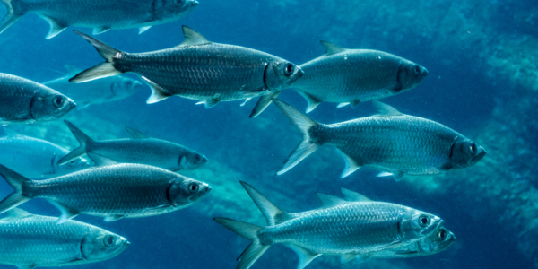 Fishy Nuclear Information and a Question of Principle