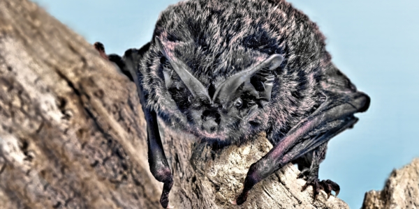 Inspector Refuses Larger Housing Scheme on Allocated Site Due to Bat Mitigation Concerns